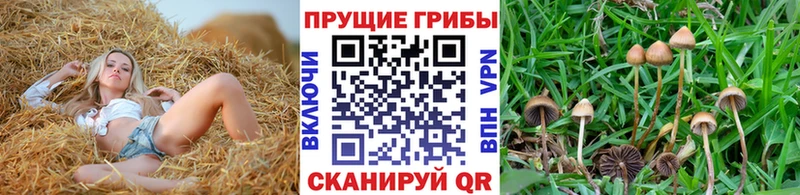 Галлюциногенные грибы Magic Shrooms  Правдинск 